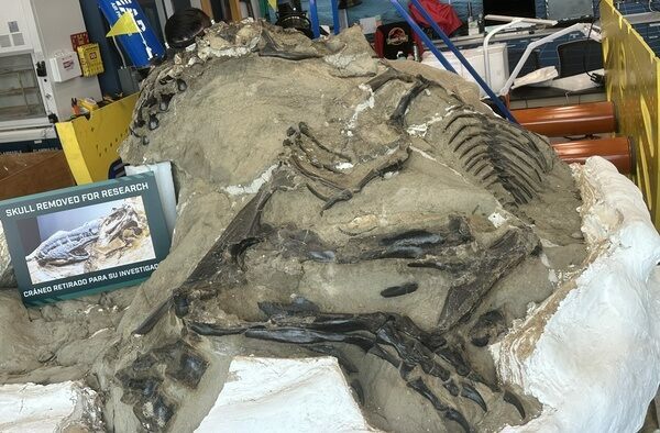 The Dueling Dinosaurs specimen undergoing preparation at the North Carolina Museum of Natural Sciences